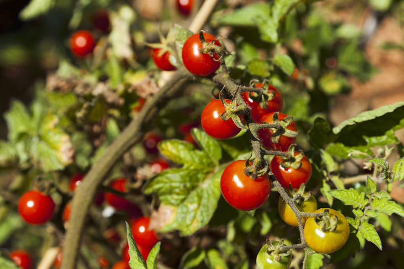 无人,横图,俯视,室外,特写,白天,美景,植物,蔬菜,西红柿,小番茄,许多,阴影,朦胧,模糊,新鲜,光线,影子,景观,食品,枝条,树,树木,树枝,食物,红色,阳光,自然,景色,有机食品,绿色食品,自然风光,虬枝,枝杈,小西红柿,樱桃小番茄,珍珠小番茄,樱桃番茄,圣女果,番茄,彩图,高角度拍摄