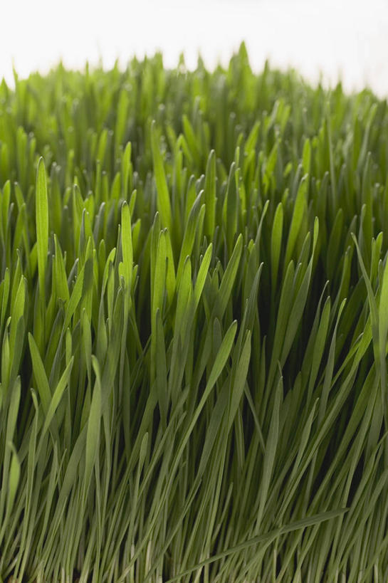 无人,竖图,俯视,室内,特写,白天,白色背景,草地,草坪,植物,叶子,阴影,反射,影子,绿叶,草,绿色,嫩叶,摄影,影棚,叶,叶片,彩图,高角度拍摄,影棚拍摄,拍摄