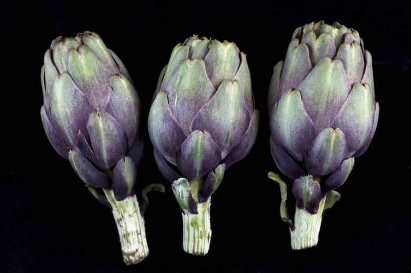 无人,横图,室内,特写,白天,正面,蔬菜,阴影,黑色背景,新鲜,反射,影子,朝鲜蓟,食品,食物,三个,洋蓟,摄影,有机食品,绿色食品,影棚,彩图,影棚拍摄,拍摄,菜蓟,法国百合,球洋蓟,蔬菜之皇,洋百合