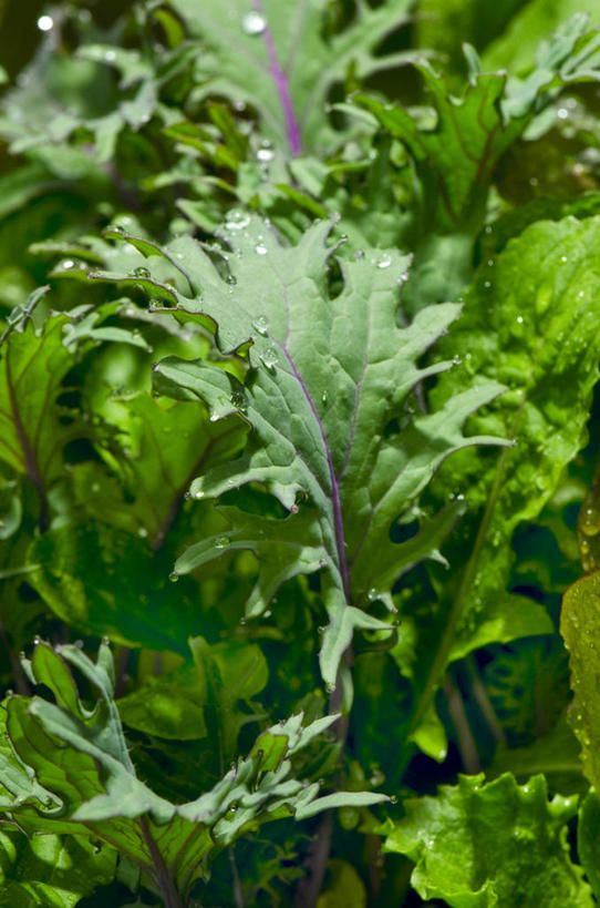 无人,竖图,俯视,室内,特写,白天,餐桌,桌子,蔬菜,一堆,许多,阴影,堆叠,堆积,新鲜,反射,影子,生菜,莴苣,食品,食物,有机食品,绿色食品,餐台,堆,芝麻菜,春菜,鹅仔菜,莴仔菜,千金菜,德国芥菜,火箭生莱,芸芥,芝麻叶,紫花南芥,叶用莴苣,彩图,高角度拍摄