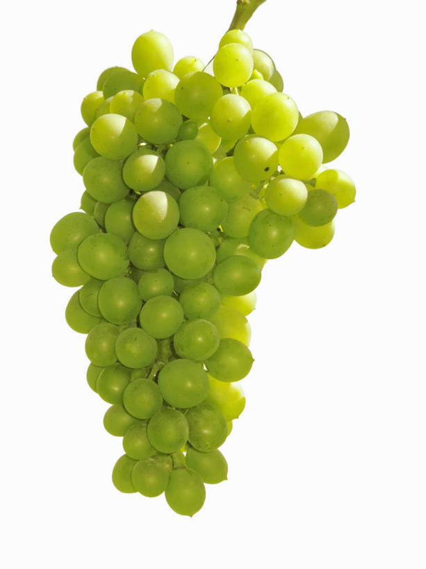 无人,竖图,俯视,室内,特写,白天,白色背景,餐桌,桌子,葡萄,水果,一串,阴影,新鲜,反射,影子,生食,食品,果实,食物,绿色,摄影,有机食品,绿色食品,影棚,餐台,山葫芦,蒲桃,草龙珠,彩图,高角度拍摄,影棚拍摄,拍摄