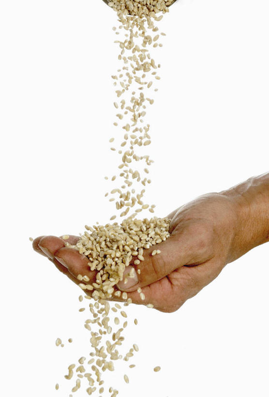 西方人,手,一个人,捧,竖图,室内,特写,白天,白色背景,正面,农作物,小麦,餐桌,桌子,欧洲,欧洲人,仅一个男性,仅一个人,谷物,仅一个年轻男性,手部,摄影,麦子,影棚,餐台,单手,下降,降落,降低,下跌,下落,男人,男性,年轻男性,白种人,端,端着,捧着,手捧,半身,彩图,影棚拍摄,拍摄