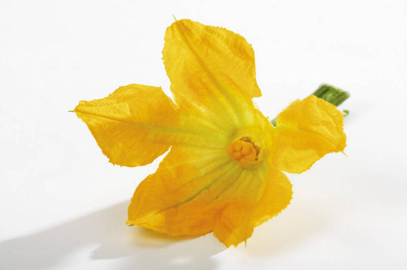 无人,横图,俯视,室内,特写,白天,白色背景,餐桌,桌子,黄瓜,阴影,盛开,反射,影子,花蕾,花,花瓣,花朵,鲜花,一朵,黄色,花苞,花蕊,摄影,影棚,餐台,青瓜,胡瓜,彩图,高角度拍摄,影棚拍摄,拍摄