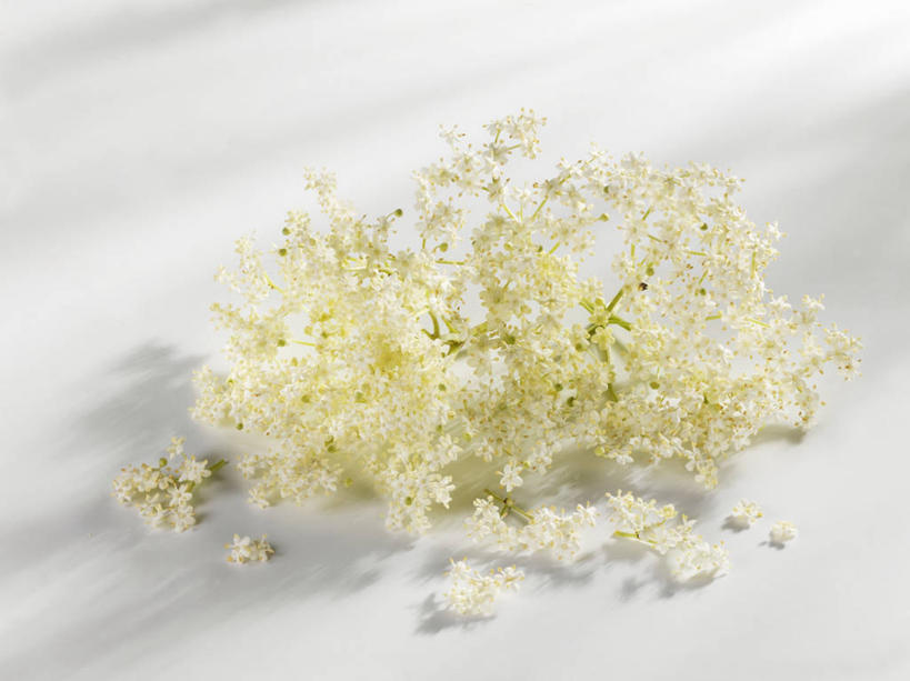 无人,横图,俯视,室内,特写,白天,白色背景,植物,餐桌,桌子,阴影,盛开,反射,影子,草药,药草,花蕾,中药,花,花瓣,花朵,鲜花,花苞,花蕊,摄影,影棚,餐台,药材,中草药,中药材,本草,彩图,高角度拍摄,影棚拍摄,拍摄