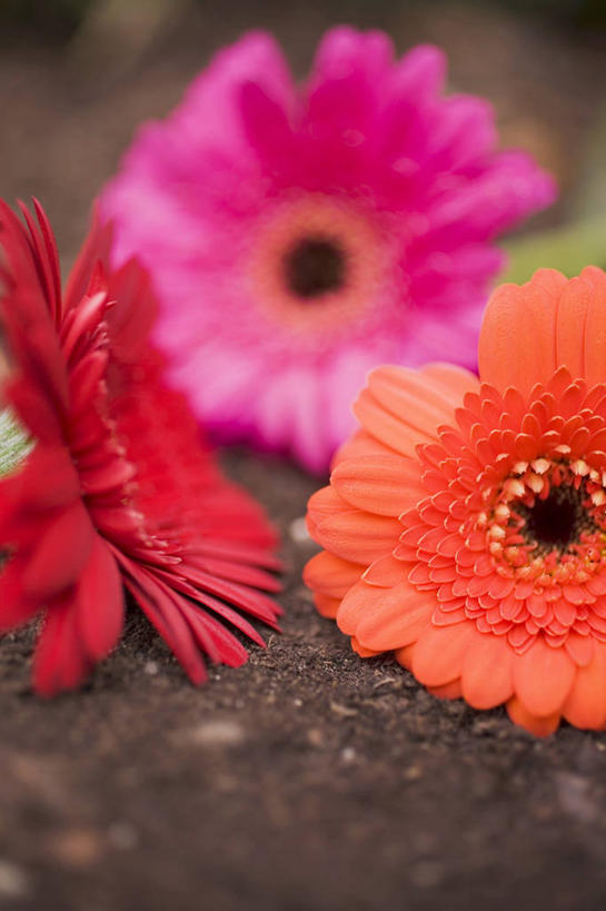 无人,竖图,俯视,室内,特写,白天,桌面,桌子,三朵,阴影,朦胧,模糊,盛开,反射,木制,影子,非洲菊,花蕾,花,花瓣,花朵,鲜花,粉色,红色,木制品,花苞,花蕊,橙色,菊花,扶郎花,灯盏花,千日菊,彩图,高角度拍摄