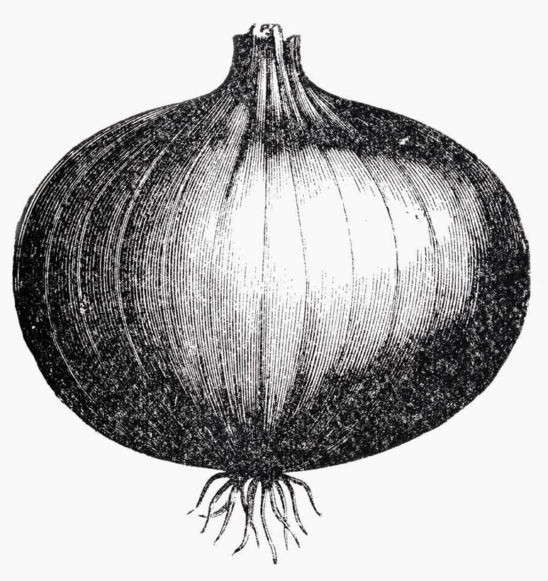 无人,竖图,黑白,插画,室内,特写,白天,白色背景,正面,数码,科技,蔬菜,洋葱,阴影,新鲜,网络,食品,高光,几何,计算机图形,合成,图画,画,食物,一个,有机食品,绿色食品,单个,电脑合成图,数码合成图,合成图,玉葱,漫画,写实,具体,具象,圆葱,洋葱头,球葱,葱头