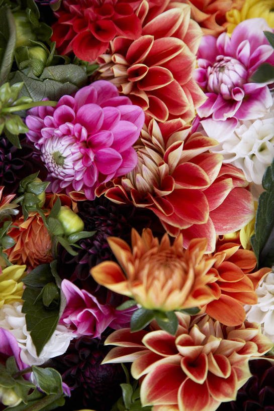 无人,竖图,俯视,室内,特写,白天,许多,阴影,朦胧,模糊,盛开,反射,影子,大丽花,花蕾,花,花瓣,花朵,鲜花,粉色,红色,花苞,花蕊,菊花,大理花,大丽菊,富丽,大方,彩图,高角度拍摄