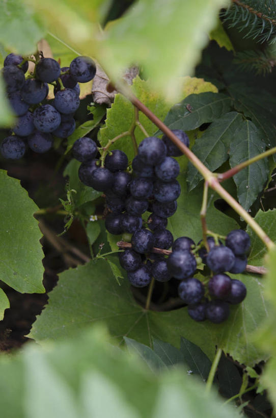 无人,竖图,俯视,室外,特写,白天,植物,葡萄,水果,叶子,阴影,朦胧,模糊,新鲜,反射,影子,生食,食品,果实,绿叶,枝条,树,树木,树枝,食物,嫩叶,有机食品,绿色食品,虬枝,枝杈,叶,叶片,山葫芦,蒲桃,草龙珠,彩图,高角度拍摄