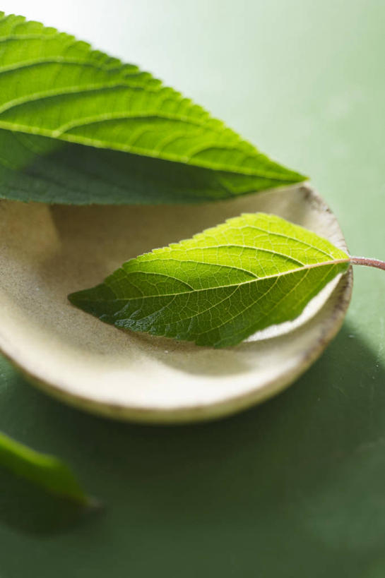 无人,家庭,竖图,俯视,室内,特写,白天,智慧,植物,餐具,叶子,绿色背景,阴影,朦胧,模糊,反射,碟子,盘,影子,绿叶,草药,药草,中药,盘子,碟,嫩叶,摄影,影棚,鼠尾草,药材,中草药,中药材,本草,理性,叶,叶片,彩图,高角度拍摄,影棚拍摄,拍摄