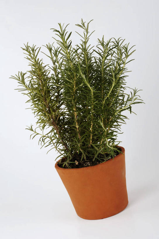 无人,竖图,俯视,室内,特写,白天,白色背景,植物,餐桌,桌子,花盆,阴影,反射,影子,草药,药草,中药,摄影,影棚,餐台,迷迭香,药材,中草药,中药材,本草,海洋之露,彩图,高角度拍摄,影棚拍摄,拍摄