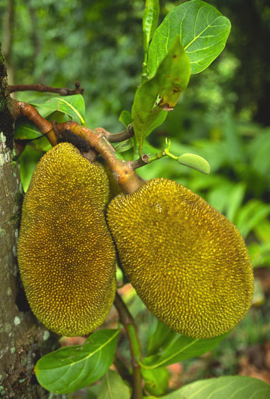 无人,竖图,俯视,室外,特写,白天,植物,水果,叶子,吊挂,悬挂,朦胧,模糊,新鲜,生食,食品,果实,果树,绿叶,挂,树,树木,食物,两个,绿色,自然,嫩叶,木菠萝,有机食品,绿色食品,生长,成长,苞萝,波罗蜜,大树菠萝,牛肚子果,树菠萝,叶,叶片,菠萝蜜,彩图,高角度拍摄