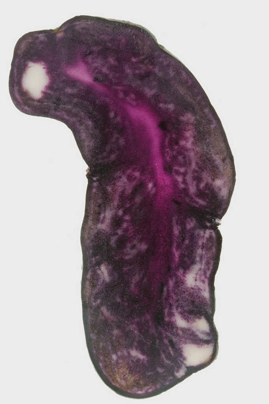 无人,竖图,俯视,室内,特写,白天,白色背景,桌面,桌子,蔬菜,切开,阴影,新鲜,反射,木制,影子,食品,半个,食物,紫色,木制品,切,一半,摄影,有机食品,绿色食品,影棚,紫薯,剖面,切面,黑薯,紫红薯,山芋,甘薯,番薯,地瓜,彩图,高角度拍摄,影棚拍摄,拍摄