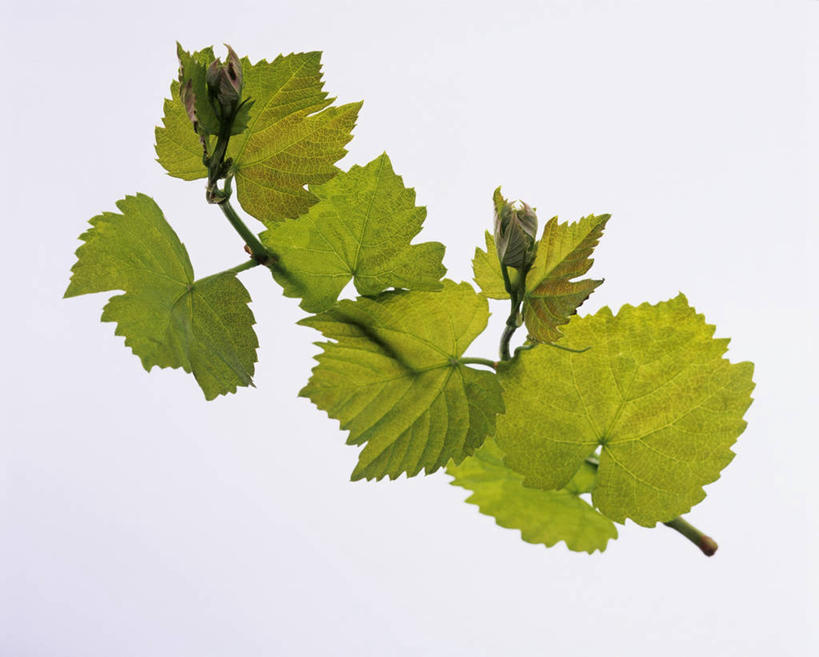 无人,横图,俯视,室内,特写,白天,白色背景,植物,桌面,桌子,叶子,阴影,反射,木制,纹理,影子,绿叶,枝条,树,树木,树枝,绿色,木制品,嫩叶,摄影,影棚,肌理,虬枝,枝杈,叶,叶片,叶脉,彩图,高角度拍摄,影棚拍摄,拍摄