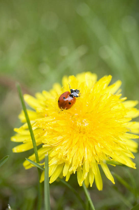 无人,竖图,俯视,室外,特写,白天,爱情,花海,花圃,植物,蒲公英,瓢虫,叶子,朦胧,模糊,盛开,昆虫,斑点,花蕾,花,花瓣,花朵,花卉,鲜花,一朵,一只,黄色,绿色,动物,花丛,花束,花田,花苞,花蕊,益虫,开朗,蒲公草,尿床草,彩图,高角度拍摄,全身