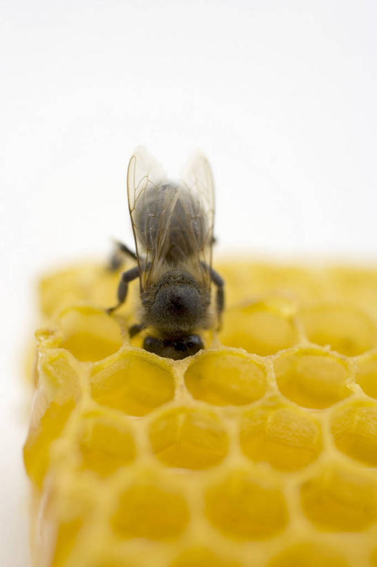 蜂蜜,无人,竖图,俯视,室内,特写,白天,白色背景,桌面,桌子,蜜蜂,阴影,反射,木制,昆虫,蜂巢,蜂窝,影子,一只,动物,木制品,摄影,影棚,花蜜,益虫,止痛,解毒,冬酿,石蜜,彩图,高角度拍摄,全身,影棚拍摄,拍摄
