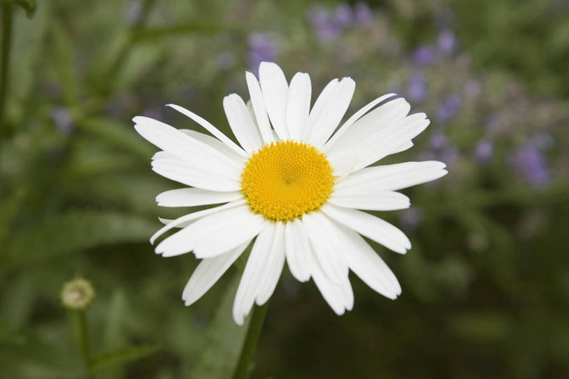无人,横图,俯视,室外,特写,白天,爱情,花海,花圃,植物,叶子,朦胧,模糊,盛开,茼蒿菊,花蕾,花,花瓣,花朵,花卉,鲜花,一朵,绿色,白色,花丛,花束,花田,花苞,花蕊,菊花,吉祥,高洁,长寿,蓬蒿菊,怀恋,清净,真情,寿客,秋菊,木春菊,木茼蒿,彩图,高角度拍摄