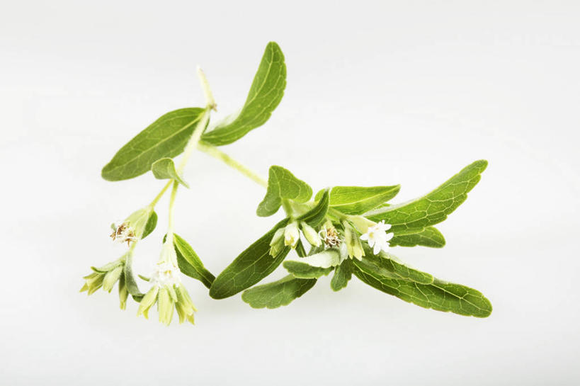 无人,横图,俯视,室内,特写,白天,白色背景,植物,餐桌,桌子,叶子,阴影,盛开,反射,纹理,影子,绿叶,草药,药草,花蕾,中药,花,花瓣,花朵,鲜花,绿色,花苞,花蕊,嫩叶,摄影,影棚,餐台,药材,中草药,中药材,本草,肌理,甜叶菊,叶,叶片,叶脉,彩图,高角度拍摄,影棚拍摄,拍摄