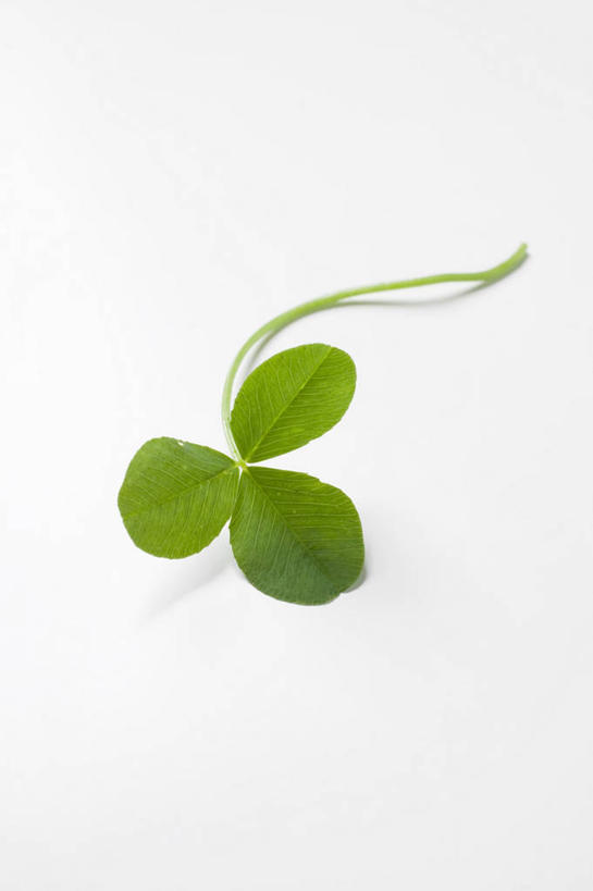 无人,竖图,俯视,室内,特写,白天,白色背景,爱情,自由,幸福,植物,餐桌,桌子,叶子,阴影,反射,纹理,影子,三叶草,绿叶,绿色,嫩叶,摄影,影棚,餐台,希望,和平,车轴草,苜蓿,肌理,统一,团结,叶,叶片,叶脉,彩图,高角度拍摄,影棚拍摄,拍摄