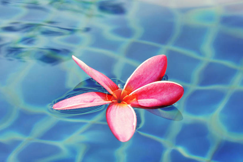 无人,游泳池,横图,俯视,室外,特写,白天,水,阴影,朦胧,模糊,盛开,光线,影子,水池,水面,花蕾,泳池,赤素馨花,花,花瓣,花朵,鲜花,一朵,粉色,阳光,花苞,花蕊,缅栀子,蛋黄花,鸡蛋花,缅栀花,大季花,印度素馨,彩图,高角度拍摄