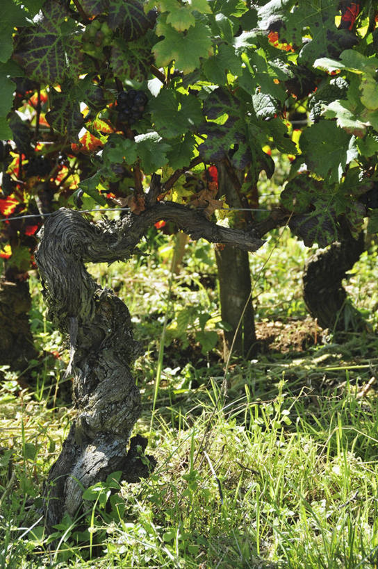 无人,竖图,室外,白天,正面,草地,草坪,美景,植物,葡萄,水果,阴影,新鲜,光线,影子,景观,生食,食品,果实,架子,草,树,树木,食物,绿色,阳光,自然,景色,有机食品,绿色食品,生长,成长,支撑,固定,自然风光,葡萄架,山葫芦,蒲桃,草龙珠,彩图,黑比诺葡萄