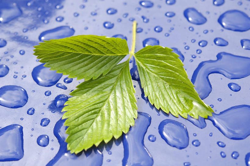 无人,横图,俯视,室内,特写,白天,水,餐桌,桌子,叶子,一片,阴影,紫色背景,反射,液体,影子,水滴,绿叶,嫩叶,摄影,影棚,餐台,叶,叶片,彩图,高角度拍摄,影棚拍摄,拍摄