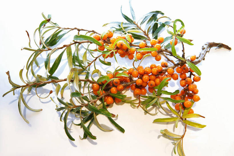 无人,横图,俯视,室内,特写,白天,白色背景,植物,桌面,桌子,水果,叶子,阴影,新鲜,反射,木制,纹理,影子,生食,食品,果实,绿叶,枝条,树,树木,树枝,食物,绿色,木制品,嫩叶,摄影,有机食品,绿色食品,影棚,肌理,黑刺,黄酸刺,酸刺,酸刺柳,醋柳,沙棘,虬枝,枝杈,叶,叶片,叶脉,彩图,高角度拍摄,影棚拍摄,拍摄