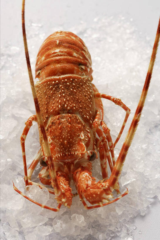 无人,竖图,俯视,室内,特写,白天,餐桌,桌子,一堆,许多,阴影,堆叠,堆积,反射,影子,冰,冰块,冷冻,一只,寒冷,摄影,影棚,冷藏,餐台,小龙虾,堆,冰冷,保鲜,淡水小龙虾,红螯虾,克氏原螯虾,剌蛄,彩图,高角度拍摄,影棚拍摄,拍摄