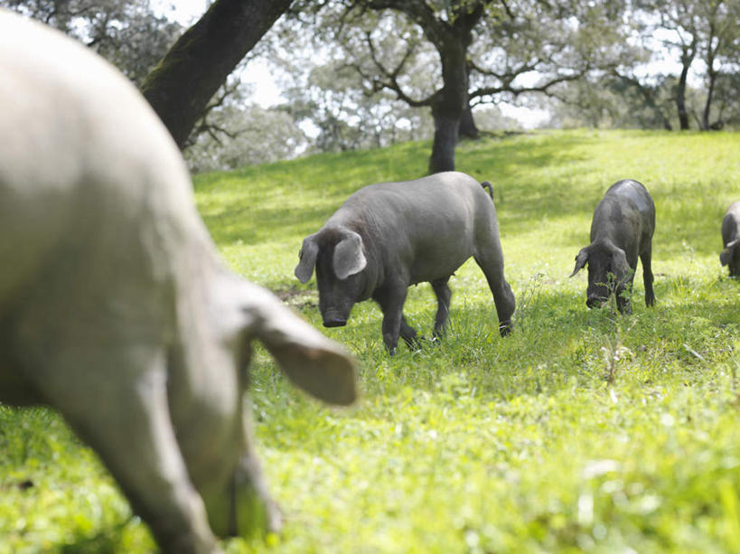 无人,站,吃,横图,室外,白天,正面,草地,草坪,美景,植物,猪,西班牙,欧洲,四只,阴影,朦胧,模糊,光线,影子,景观,注视,安达卢西亚,草,树,树木,绿色,阳光,自然,动物,低头,观察,看,站着,家畜,景色,牲畜,生长,成长,观看,察看,关注,南欧,自然风光,安达鲁西亚,西班牙王国,安达卢西亚自治区,韦尔瓦省,嚼,食,站立,半身,彩图
