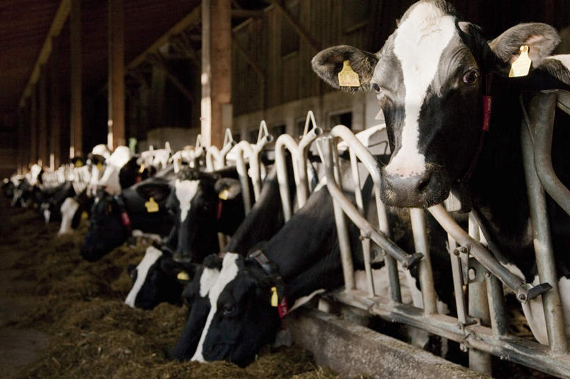 无人,农场,栏杆,站,吃,横图,室内,白天,正面,畜牧业,牧场,牛,德国,欧洲,一排,一群,许多,阴影,花纹,整齐,反射,影子,围栏,乳牛,很多,注视,护栏,排列,动物,低头,观察,看,站着,家畜,牲畜,观看,察看,西欧,队列,关注,斑纹,畜牧,德意志联邦共和国,牧业,巴伐利亚,巴伐利亚州,拜恩州,拜恩自由州,奶牛,嚼,食,站立,半身,彩图