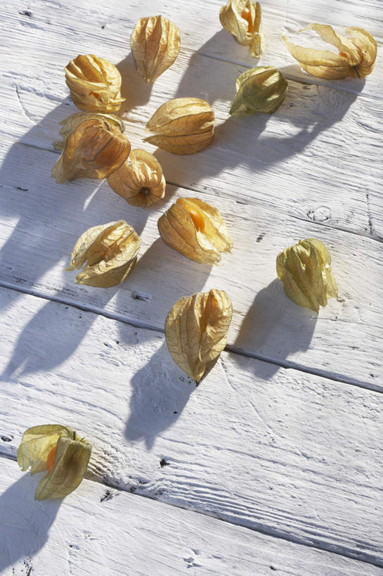 无人,竖图,俯视,室外,特写,白天,桌面,桌子,许多,阴影,盛开,光线,木制,影子,很多,花蕾,花,花瓣,花朵,鲜花,阳光,木制品,花苞,花蕊,冬樱花,悸动,冬海棠,高盆樱,彩图,高角度拍摄