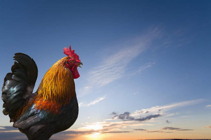 无人,站,横图,彩色,室外,特写,白天,侧面,日出,太阳,鸡,羽毛,阴影,轻盈,柔软,光线,影子,云,云朵,鸡冠,朝霞,晨曦,黎明,云彩,起床,家禽,一只,红色,蓝色,白云,蓝天,天空,阳光,动物,天,站着,牲畜,晴朗,轻柔,打鸣,朝阳,晴空,公鸡,站立,半身,彩图,破晓