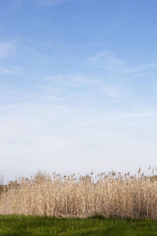 无人,竖图,室外,白天,正面,旅游,度假,草地,草坪,美景,植物,芦苇,叶子,德国,欧洲,景观,云,云朵,粽叶,绿叶,云彩,娱乐,草,蓝色,绿色,白云,蓝天,天空,自然,天,享受,休闲,嫩叶,景色,放松,晴朗,西欧,自然风光,德意志联邦共和国,箬叶,芦苇叶,叶,叶片,晴空,彩图