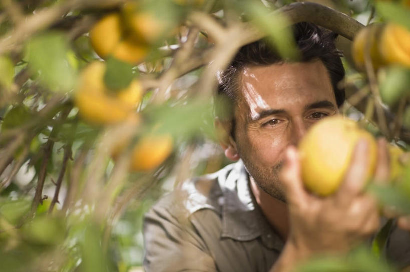 西方人,一个人,果园,站,横图,室外,白天,正面,田园,植物,柑橘,水果,叶子,欧洲,欧洲人,仅一个男性,仅一个人,仅一个中年男性,吊挂,握,悬挂,服装,朦胧,模糊,新鲜,生食,食品,果实,果树,绿叶,挂,拿,拿着,注视,休闲装,树,树木,食物,衣服,绿色,自然,观察,看,站着,休闲,休闲服,嫩叶,握着,服饰,有机食品,绿色食品,生长,成长,观看,察看,关注,田庄,园子,男人,男性,中年男性,白种人,叶,叶片,橘子,桔子,橙子,橙,站立,半身,彩图