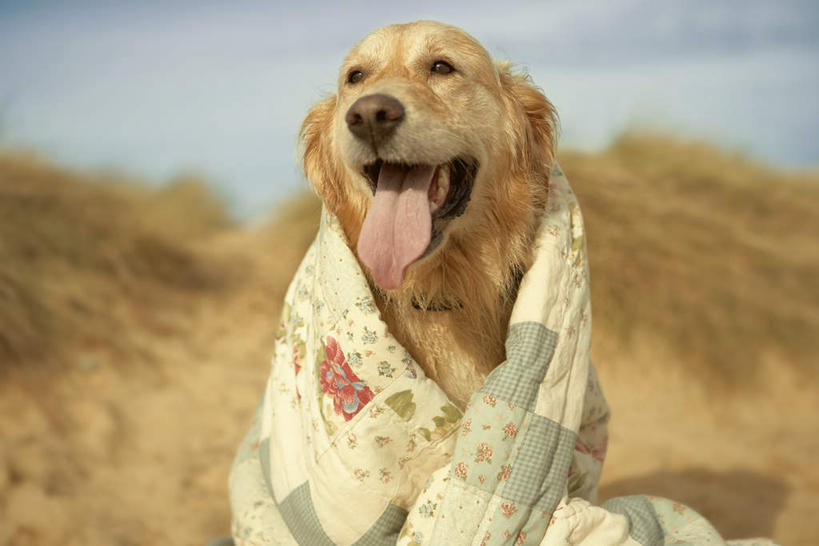 无人,站,横图,室外,白天,正面,旅游,度假,美景,植物,宠物,狗,纺织品,英国,欧洲,一条,阴影,枯萎,装饰,光线,毛毯,毯子,影子,景观,枯草,注视,娱乐,金毛犬,吐舌头,英格兰,草,纺织,一只,黄色,蓝色,蓝天,天空,阳光,自然,动物,垫子,天,观察,看,伸舌头,站着,享受,休闲,温暖,吐舌,景色,放松,可爱,金毛,晴朗,观看,华丽,修饰,点缀,察看,金毛猎犬,西欧,关注,自然风光,寻回犬,大不列颠,金毛寻回犬,忠诚,大不列颠及北爱尔兰联合王国,万里无云,衬托,美观,雅致,雅观,大不列颠联合王国,日不落英帝国,金毛狗,金毛寻回狗,寻回狗,英吉利,萨福克,萨福克郡,晴空,晴空万里,犬,站立,半身,彩图