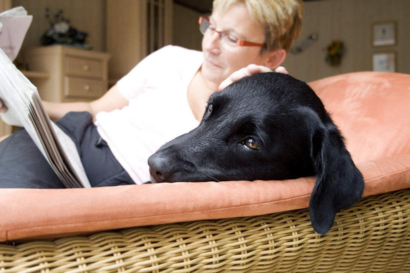 西方人,一个人,客厅,坐,摸,横图,室内,白天,正面,T恤衫,柜子,沙发,宠物,狗,报纸,欧洲,欧洲人,仅一个女性,仅一个人,抚摸,握,服装,信息,眼镜,拿,T恤,拉布拉多,拿着,注视,休闲装,拉布拉多猎犬,一只,衣服,黑色,动物,橱柜,观察,看,仅一个中年女性,休闲,休闲服,可爱,握着,服饰,观看,新闻,一份,察看,起居室,关注,拉布拉多犬,近视眼镜,布艺沙发,忠诚,客堂,女人,女性,中年女性,白种人,犬,触摸,接触,坐着,半身,彩图,报刊