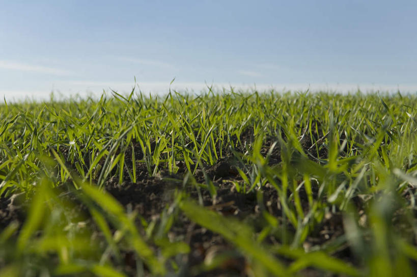 无人,农田,横图,室外,白天,正面,庄稼,农作物,美景,植物,许多,阴影,朦胧,模糊,光线,影子,地平线,景观,云,云朵,辽阔,地面,麦田,云彩,排列,蓝色,绿色,白云,蓝天,天空,阳光,自然,天,广阔,景色,生长,晴朗,成长,一望无际,队列,自然风光,延伸,天地相交,无边无际,一马平川,晴空,彩图,耕地,庄稼田