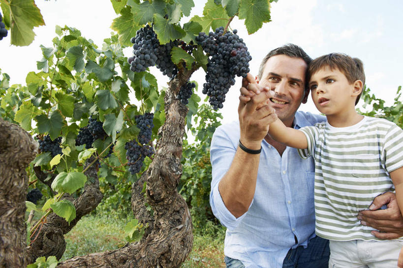 西方人,儿童,中年人,两个人,家庭,父亲,儿子,果园,站,蹲,笑,摸,微笑,露齿笑,横图,室外,白天,正面,衬衫,纯洁,草地,草坪,田园,植物,葡萄,水果,欧洲,欧洲人,抚摸,阴影,服装,裤子,新鲜,光线,影子,云,云朵,生食,食品,果实,云彩,注视,牛仔裤,休闲装,葡萄园,架子,草,食物,小孩,衣服,蓝色,绿色,白云,蓝天,天空,阳光,庄园,天,观察,看,站着,休闲,温暖,温馨,父子,一家人,休闲服,父爱,可爱,童年,童趣,服饰,有机食品,绿色食品,晴朗,观看,支撑,固定,和睦,察看,关注,葡萄架,童真,烂漫,无邪,天真,男孩,男人,男性,中年男性,白种人,孩子,晴空,山葫芦,蒲桃,草龙珠,触摸,蹲着,接触,站立,半身,彩图,衬衣,融洽,男生