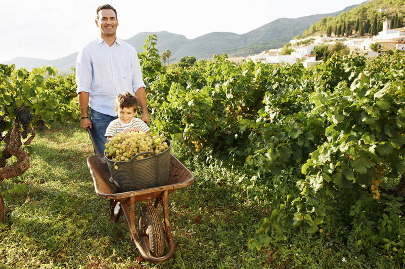 西方人,儿童,中年人,两个人,家庭,父亲,儿子,果园,站,坐,推,笑,微笑,露齿笑,横图,室外,白天,正面,衬衫,纯洁,草地,草坪,山,田园,植物,葡萄,水果,欧洲,欧洲人,一辆,阴影,服装,裤子,新鲜,光线,影子,山峰,生食,食品,果实,山峦,注视,牛仔裤,休闲装,葡萄园,架子,车,草,食物,小孩,衣服,绿色,阳光,手推车,庄园,交通工具,观察,看,站着,休闲,温暖,温馨,父子,一家人,休闲服,父爱,可爱,童年,童趣,服饰,有机食品,绿色食品,独轮车,观看,支撑,固定,和睦,察看,关注,载具,葡萄架,童真,烂漫,无邪,天真,男孩,男人,男性,中年男性,白种人,孩子,山葫芦,蒲桃,草龙珠,站立,坐着,彩图,全身,衬衣,融洽,男生