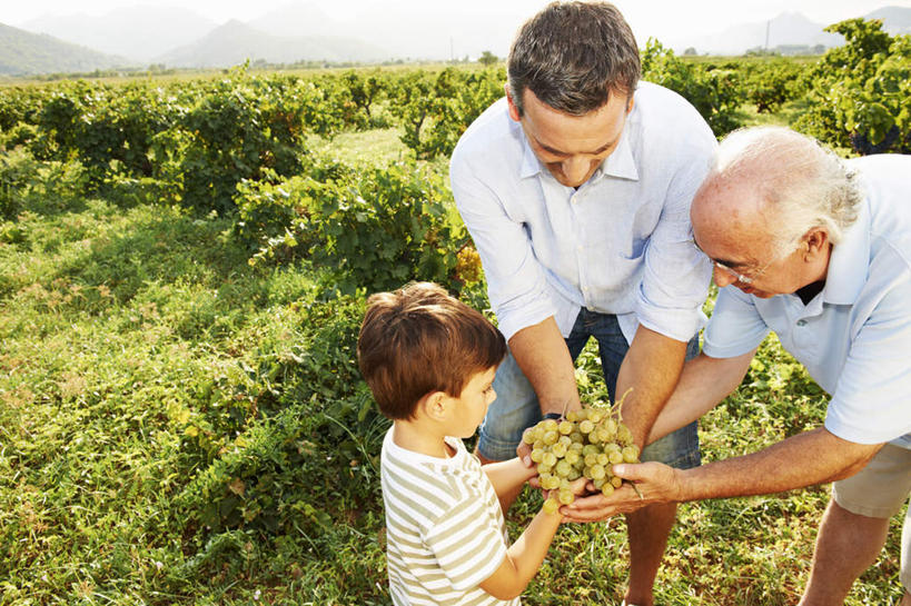 西方人,儿童,中年人,老年人,三个人,父亲,儿子,祖父,三代同堂,果园,站,捧,笑,微笑,横图,俯视,室外,白天,衬衫,纯洁,草地,草坪,田园,植物,葡萄,水果,欧洲,欧洲人,一堆,许多,弯腰,阴影,堆叠,堆积,条纹,服装,新鲜,光线,影子,生食,食品,果实,注视,休闲装,祖孙三代,葡萄园,架子,草,食物,小孩,衣服,绿色,天空,阳光,庄园,天,观察,看,站着,休闲,温暖,温馨,父子,休闲服,父爱,可爱,童年,童趣,服饰,有机食品,绿色食品,爷爷,观看,祖孙,堆,支撑,固定,和睦,察看,关注,葡萄架,童真,烂漫,无邪,外公,外祖父,外孙,外孙子,弯身,天真,老年男性,男孩,男人,男性,中年男性,白种人,孩子,全家福,孙子,山葫芦,蒲桃,草龙珠,端,端着,捧着,手捧,站立,半身,彩图,高角度拍摄,衬衣,融洽,男生,爸爸,多代同堂