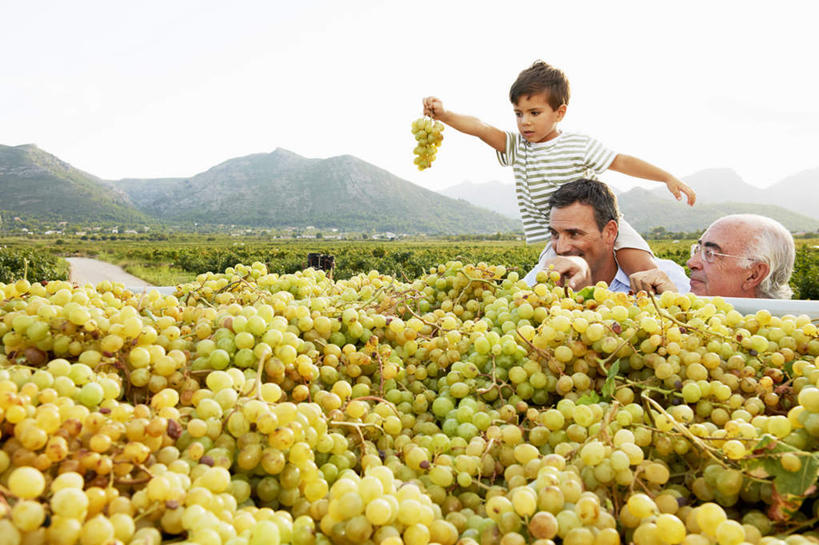 西方人,儿童,中年人,老年人,三个人,父亲,儿子,祖父,三代同堂,果园,站,举,笑,微笑,露齿笑,横图,室外,白天,正面,衬衫,纯洁,草地,草坪,山,田园,植物,葡萄,水果,欧洲,欧洲人,握,阴影,服装,新鲜,光线,影子,山峰,生食,食品,果实,山峦,拿,拿着,注视,休闲装,祖孙三代,葡萄园,架子,草,食物,小孩,骑,衣服,绿色,阳光,庄园,观察,看,扛,托,站着,休闲,温暖,温馨,父子,休闲服,父爱,可爱,童年,童趣,握着,服饰,有机食品,绿色食品,爷爷,观看,祖孙,支撑,固定,和睦,察看,关注,葡萄架,童真,烂漫,无邪,外公,外祖父,外孙,外孙子,扛在肩上,骑在肩上,天真,老年男性,男孩,男人,男性,中年男性,白种人,孩子,全家福,孙子,山葫芦,蒲桃,草龙珠,举起,举手,举着,向上举,向上伸,向上托,站立,半身,彩图,衬衣,融洽,男生,爸爸,多代同堂
