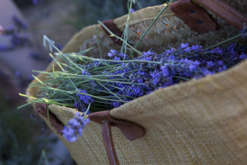 无人,农田,横图,俯视,室外,特写,白天,爱情,庄稼,农作物,一堆,许多,阴影,堆叠,堆积,朦胧,模糊,盛开,光线,包,影子,很多,浪漫,花蕾,花,花瓣,花朵,鲜花,阳光,容器,香草,花苞,花蕊,薰衣草,储藏,堆,储存,呼吸,灵香草,黄香草,奇迹,彩图,高角度拍摄,耕地,庄稼田,贮存