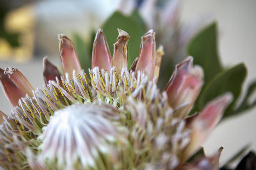 无人,横图,室外,特写,白天,正面,叶子,阴影,朦胧,模糊,盛开,光线,影子,绿叶,花蕾,花,花瓣,花朵,鲜花,一朵,阳光,花苞,花蕊,嫩叶,山龙眼,黄豆树,叶,叶片,彩图,大力王