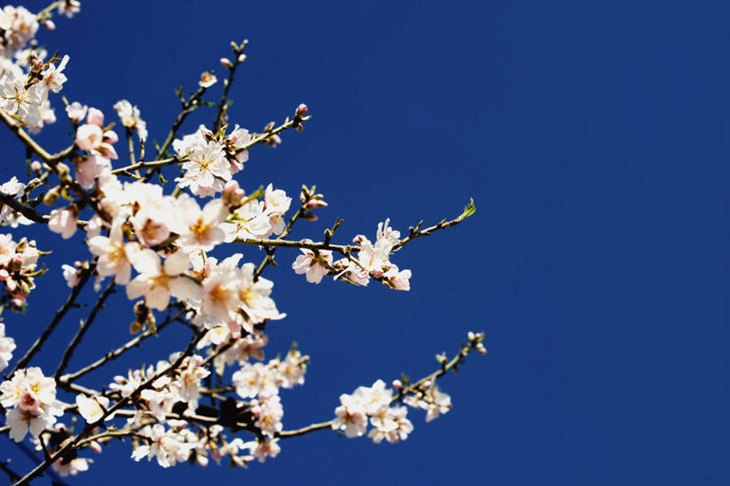 无人,横图,室外,特写,白天,仰视,美景,植物,西班牙,欧洲,阴影,盛开,光线,影子,景观,杏花,枝条,花蕾,花,花瓣,花朵,鲜花,树,树木,树枝,蓝色,绿色,白色,蓝天,天空,阳光,自然,天,花苞,花蕊,景色,生长,晴朗,成长,南欧,自然风光,万里无云,马略卡岛,西班牙王国,巴利阿里群岛,马略卡,虬枝,枝杈,巴利阿里,晴空,晴空万里,彩图,低角度拍摄,马洛卡岛