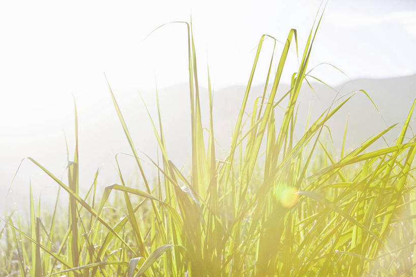 无人,横图,室外,白天,正面,旅游,度假,草地,草坪,美景,沙滩,植物,非洲,毛里求斯,阴影,朦胧,模糊,光线,沙子,影子,海岸,景观,沙地,娱乐,草,蓝色,绿色,蓝天,天空,阳光,自然,天,享受,休闲,景色,放松,晴朗,自然风光,万里无云,阿非利加洲,毛里求斯共和国,海滩,晴空,晴空万里,彩图