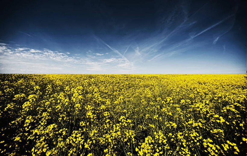 无人,农田,横图,室外,白天,正面,旅游,度假,庄稼,农作物,花海,花圃,美景,植物,叶子,英国,欧洲,阴影,盛开,光线,影子,地平线,景观,云,云朵,辽阔,地面,花蕾,云彩,娱乐,英格兰,花,花瓣,花朵,花卉,鲜花,蓝色,绿色,白云,蓝天,天空,阳光,自然,花丛,花束,花田,天,花苞,花蕊,油菜花,享受,休闲,广阔,景色,放松,晴朗,一望无际,西欧,自然风光,延伸,大不列颠,大不列颠及北爱尔兰联合王国,天地相交,肯特郡,无边无际,一马平川,英吉利,晴空,彩图,耕地,庄稼田,油菜花田,大不列颠王国,大英帝国,东南英格兰,联合王国,日不落帝国,芸苔,芸薹