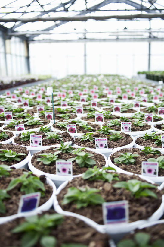 无人,竖图,室内,白天,正面,花海,花圃,植物,窗户,落地窗,叶子,盛开,盆栽,盆景,花蕾,温室,玻璃窗,花,花瓣,花朵,花卉,鲜花,绿色,自然,花丛,花束,花田,花苞,花蕊,温馨,设施,生长,成长,矮牵牛,暖房,防寒,加温,透光,保温,矮牵牛花,碧冬茄,灵芝牡丹,安心,彩图,矮喇叭,番薯花,毽子花,杂种撞羽朝颜