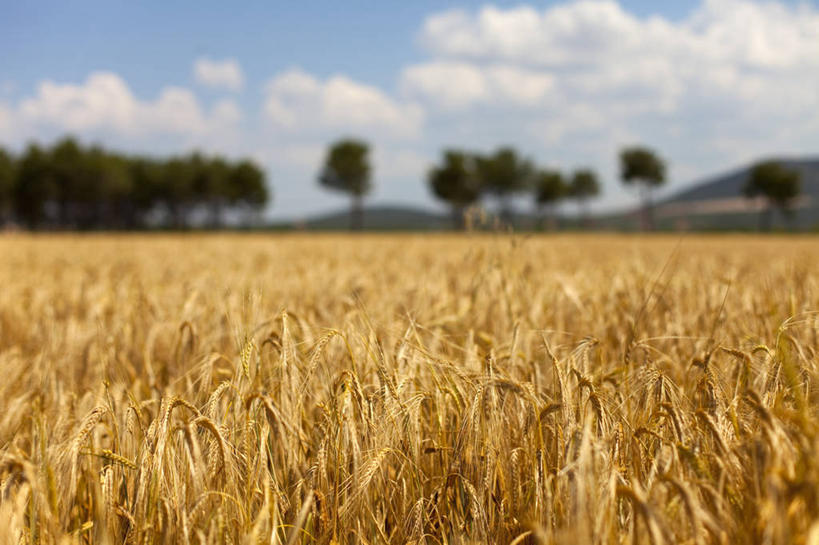 无人,农田,横图,室外,白天,正面,旅游,度假,庄稼,农作物,小麦,石头,美景,山,山脉,植物,意大利,欧洲,阴影,朦胧,模糊,光线,石子,影子,景观,山峰,云,云朵,谷物,山峦,麦田,云彩,娱乐,树,树木,蓝色,绿色,白云,蓝天,天空,阳光,自然,群山,天,享受,休闲,景色,放松,麦子,生长,晴朗,成长,托斯卡纳,南欧,自然风光,沉积岩,意大利共和国,托斯卡纳大区,水成岩,石块,岩石,晴空,彩图,耕地,庄稼田