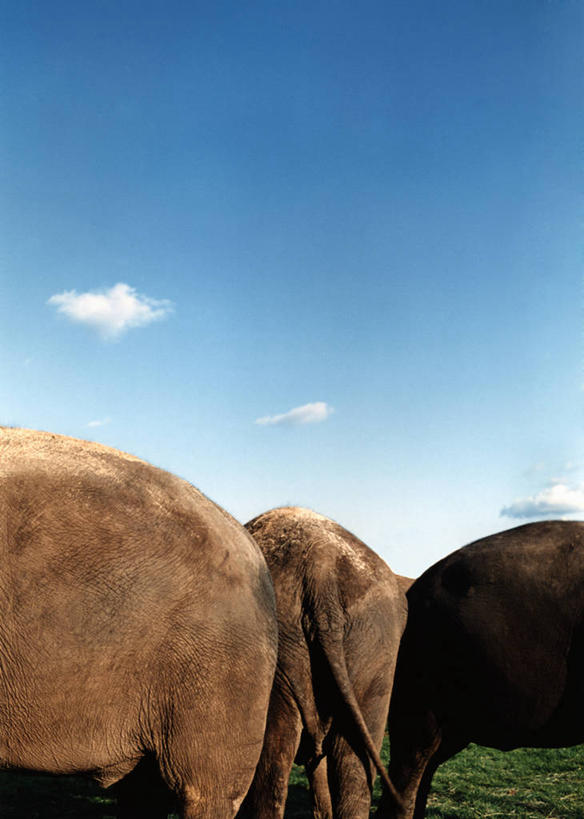 无人,农田,站,竖图,室外,白天,侧面,庄稼,农作物,草地,草坪,美景,植物,猪,瑞典,欧洲,三只,阴影,光线,影子,景观,云,云朵,首都,云彩,草,蓝色,绿色,白云,蓝天,天空,阳光,自然,动物,天,站着,家畜,景色,牲畜,晴朗,斯堪的纳维亚,自然风光,北欧,斯德哥尔摩,斯堪的那维亚,斯堪的那维亚半岛,斯堪的纳维亚半岛,首府,瑞典王国,斯德哥尔摩省,晴空,站立,半身,彩图,耕地,庄稼田