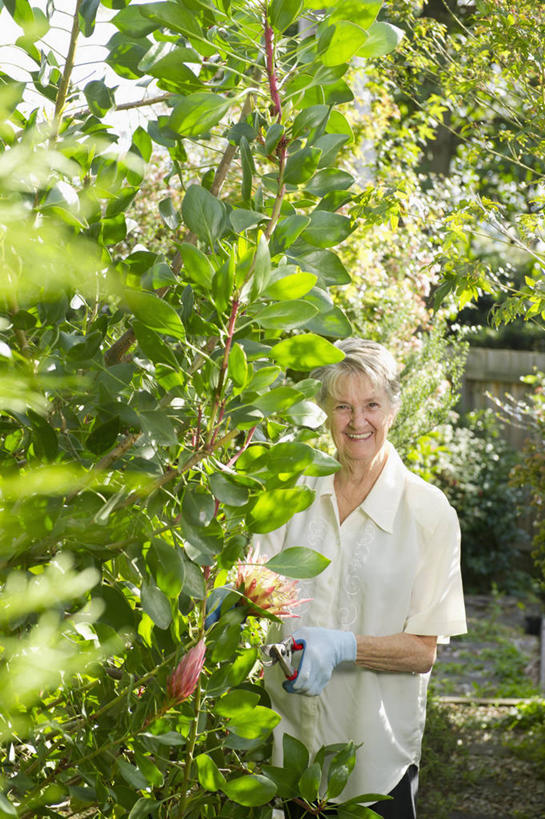 西方人,一个人,花园,站,笑,微笑,露齿笑,竖图,室外,白天,正面,花圃,树林,植物,欧洲,欧洲人,仅一个女性,仅一个人,握,修剪,阴影,服装,装饰,光线,工具,剪刀,影子,园艺工具,园艺,拿,拿着,注视,休闲装,树,树木,衣服,绿色,阳光,自然,手套,观察,看,站着,休闲,温暖,休闲服,握着,服饰,仅一个老年女性,生长,成长,观看,保暖,裁剪,华丽,点缀,察看,剪子,剪裁,切割,御寒,关注,衬托,美观,雅致,雅观,篱笆剪,整篱剪,老年女性,女人,女性,白种人,小花园,站立,半身,彩图,大平剪,绿篱剪