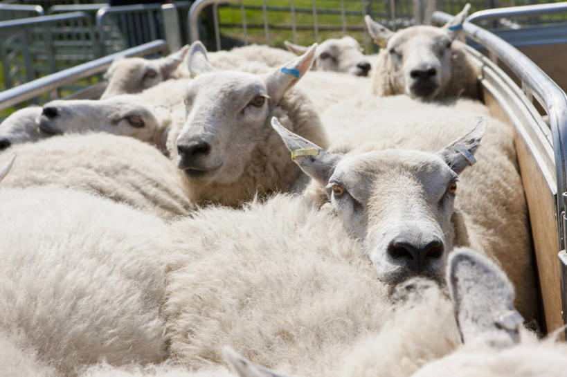 无人,农场,栏杆,站,横图,室外,白天,正面,畜牧业,牧场,美景,羊,英国,欧洲,许多,阴影,光线,影子,栅栏,景观,篱笆,围栏,很多,注视,护栏,英格兰,阳光,自然,动物,观察,看,站着,家畜,景色,牲畜,观看,察看,西欧,关注,自然风光,大不列颠,多塞特郡,畜牧,大不列颠及北爱尔兰联合王国,牧业,英吉利,多塞特,绵羊,站立,半身,彩图,行政区,西南英格兰,大不列颠王国,大英帝国,联合王国,日不落帝国